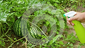 Spraying watermelons growing on the field from a spray bottle.