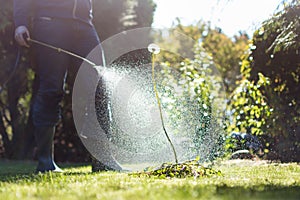 Spraying weeds in the garden photo