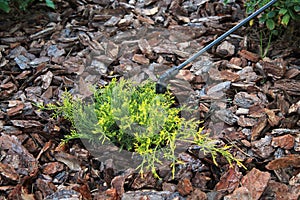 Spraying young juniper against pests and diseases with garden sprayer