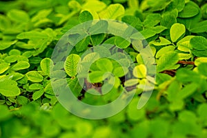 Spread of grass leaves with a type of Pinto peanut (Arachis pintoi Krap. and Greg) is a herbaceous