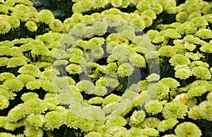 A spread of lime green color of Pompon mum `Kermit` flowers