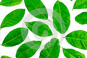 Spread of pile natural green lemon leaves isolated