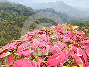 Spread of Pink Flowers set in Mount Inerie Manulalu Bajawa photo