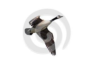 Spread Wing Canada Goose Whie Background