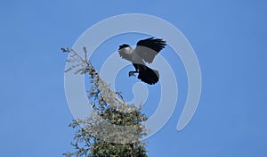 Spread wings, a crow is perching on the branch