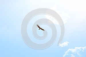 Spread your wings and fly. Low angle shot of an eagle soaring high above the plains of Africa.