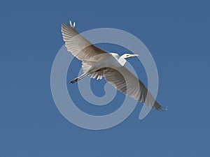 Spread Your Wings Wide- egret fly details-