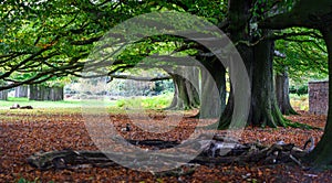 Dunham Massey Park UK photo