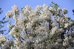Spreading ash tree with its white blossoms