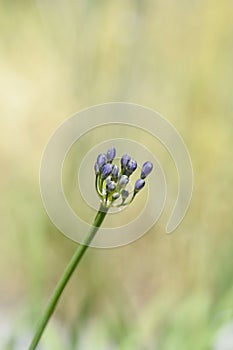 Spreading bell agapanthus