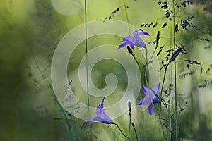 A spreading bell flower in summer light