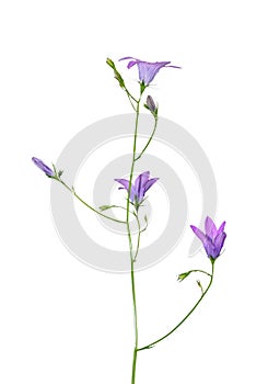 Spreading Bellflower (Campanula patula)