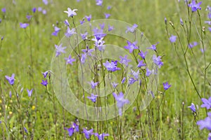 Spreading bellflower, Campanula patula photo