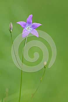 Spreading Bellflower