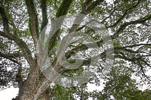 Spreading branches