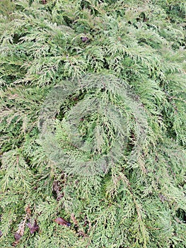 Spreading branches of microbiota, Microbiota decussate