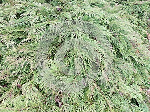 Spreading branches of microbiota, Microbiota decussate