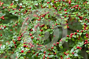 Spreading Cotoneaster divaricatus shrub with red berries