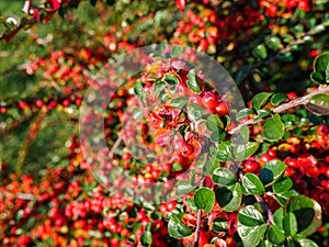 Spreading cotoneaster dotted with bright tiny red fruits
