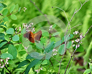 Spreading Dogbane and feeding Speyeria or spangled fritillary butterflies Jenningsville Pennsylvania