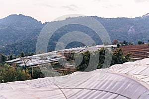 Spreading flower greenhouses near foothills in Chiang Mai, Thailand