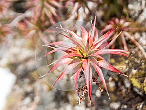 Spreading grass tree (Dracophyllum menziesii) - or pineapple shrub