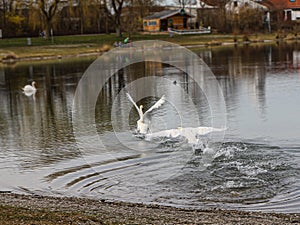 Spreading its wings wide, a swan flies over the water chasing another