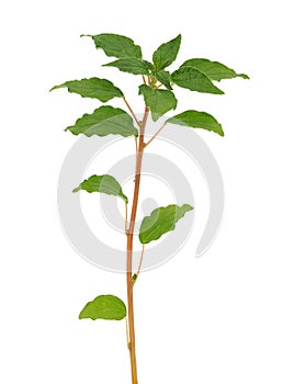 Spreading pellitory plant isolated on white background, Parietaria judaica