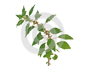 Spreading pellitory plant isolated on white background, Parietaria judaica