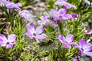 Spreading Phlox Phlox diffusa blooming at high altitude on Sentinel Dome trail in Yosemite National Park, Sierra Nevada photo