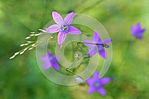 Spreading Purple Bellflower photo