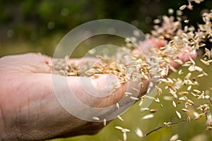 Spreading Seeds Closeup photo