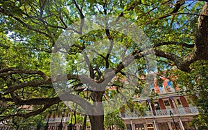 Spreading Shade Tree and Ironwork of New Orleans