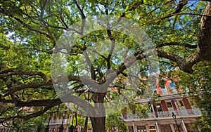 Spreading Shade Tree and Ironwork of New Orleans photo