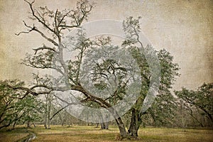 Spreading Southern Live Oak Tree Near a Creek