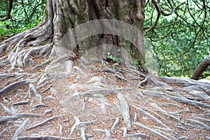 Spreading tangle of life sustaining roots