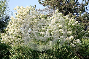 Spreading White blossoms of ash tree