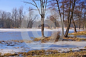 Spreeforest in cold winter