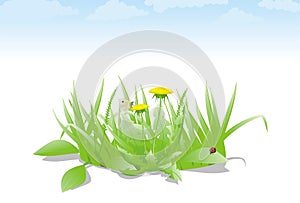 Spreen grass green flower vector