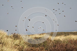 Spreeuw, Common Starling, Sturnus vulgaris