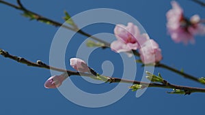 Sprig Of Almonds With A Pink Flower. Atmospheric Natural Background. Spring Background With Pink Flowers.