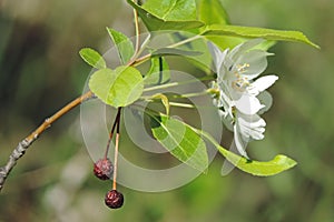 Sprig of apple tree with blooming white flowers and last year`s dried apples