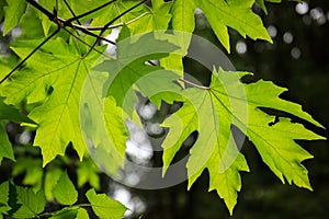 Sprig of backlit green bigleaf maple leaves