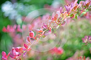 A sprig of barberry on a sunny summer morning