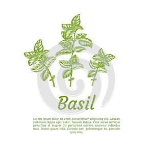 Sprig of basil. Design template. Vector illustration. Retro style