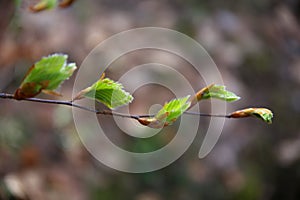 Sprig of beech with the new leaves in bloom, with bokeh effect