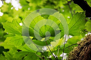 Sprig of bigleaf maple leaves