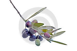 Sprig with black olives isolated on white background