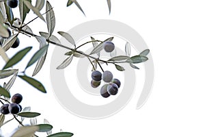 Sprig with black olives isolated on white background