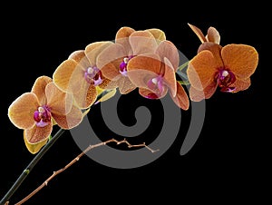 A Sprig of Blooming Orchid of Orange-Spotted Colors. Isolated On Black Background